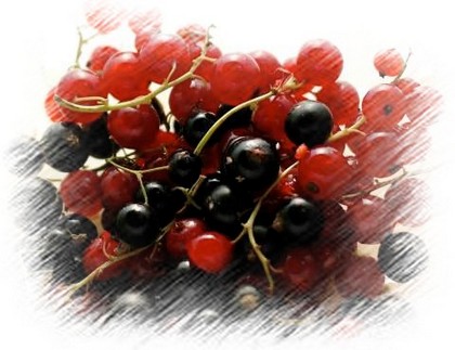 Vegyes ribizli, a gyümölcs képe